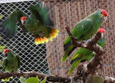 Zoolgico ganha recinto para aves ameaadas